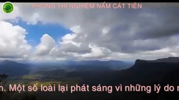 Vườn quốc gia Cát tiên. Kỳ lạ Nấm phát ra ánh sáng, hiện tượng ký thú của tự nhiên - PTN. nấm.
