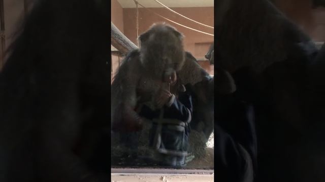 Шимпанзе самое умное животное из всех! В зоопарке в Турции смотреть онлайн