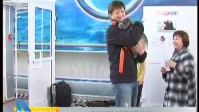 Спасенная нерпа