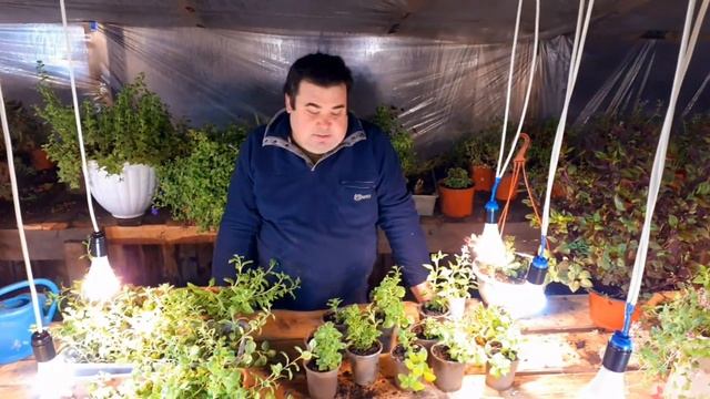 Освещение, укоренение черенка вегетативных растений. смотреть онлайн