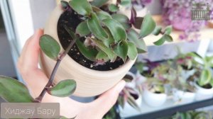 ВСЕ СОРТА ТРАДЕСКАНЦИЙ В ОДНОМ ВИДЕО