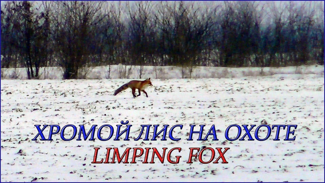 Хромой Лис на охоте / Limping Fox смотреть онлайн