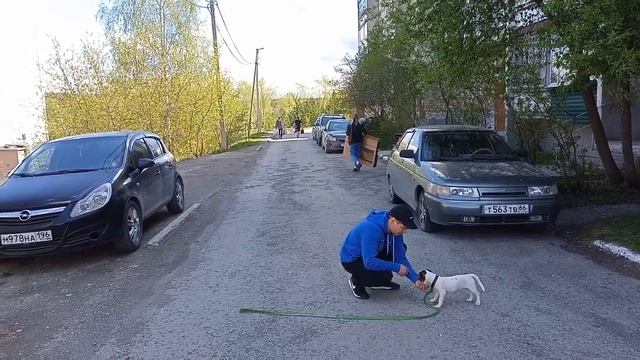 It's my life Forest Gump. Джек-рассел-терьер. Город Реж Свердловской области. смотреть онлайн