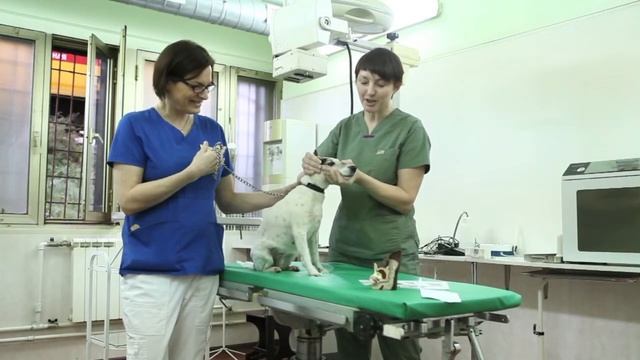 Чистка ушей смотреть онлайн