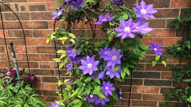 Clematis care Guide.In North Texas.//Small garden смотреть онлайн