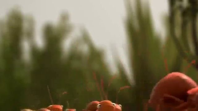 Ha ha ha - funny video with penguins ,ants and crabs смотреть онлайн