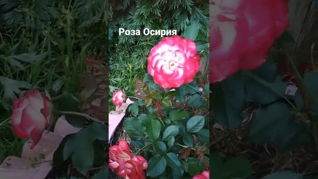Роза Осирия в Республике Коми смотреть онлайн