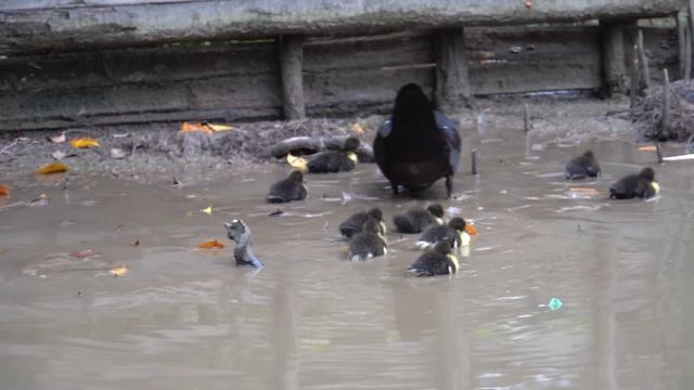 Harvest corn and cook corn tea. смотреть онлайн