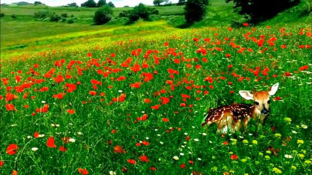 Природа Човдара смотреть онлайн