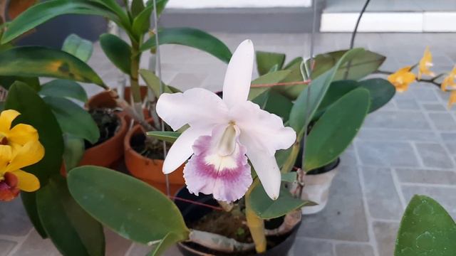 RAHASIA AGAR CATTLEYA BERBUNGA BANYAK смотреть онлайн