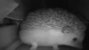 ёжик чихнул и блеванул