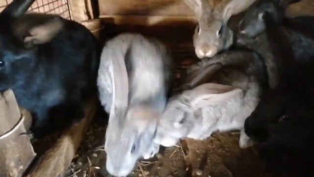 О КОРМЛЕНИИ КРОЛИКОВ ИЛИ ПОЧЕМУ Я НЕ КОРМЛЮ КРОЛИКОВ ГРАНУЛАМИ смотреть онлайн