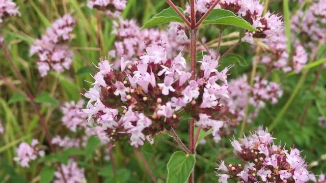 Oregano Wild Marjoram Flowers (Origanum vulgare) #oregano #marjoram #origanum #vulgare #gardening смотреть онлайн