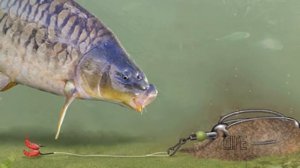 Как ловить карпа в мае?