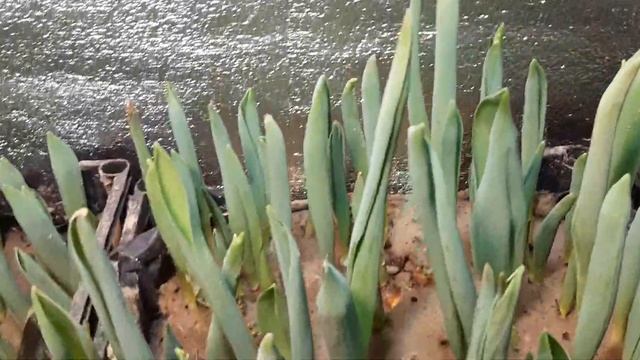 Выгонка тюльпана, полив, подкормки. Замеряем размеры, выгонка к 14 февраля, первый срез.