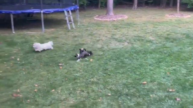 Приветик прилетел из США, Америка,Чикаго.Наша выпускница.Черный Йорк Сарбона(Кетрин)🤗Спасибо 🤗 смотреть онлайн