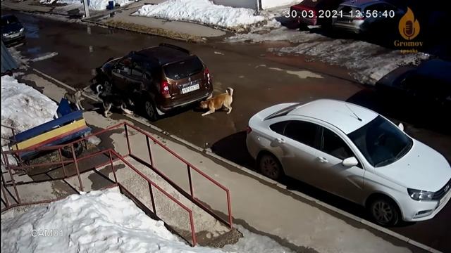 Котёнок против стаи собак