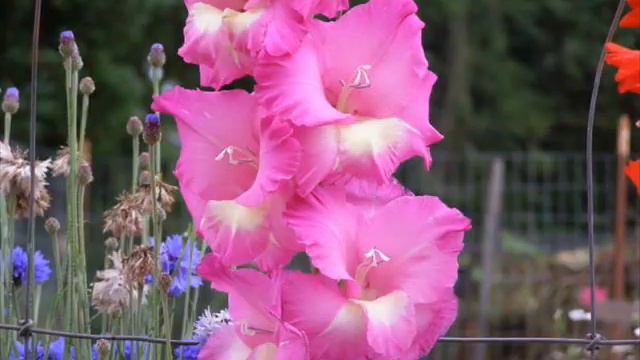 Garden Splendor 2008 смотреть онлайн