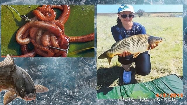 Возьми на карпа именно это! Топ приманок на карпа в мае и летом! На что клюёт карп?