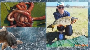 Возьми на карпа именно это! Топ приманок на карпа в мае и летом! На что клюёт карп?