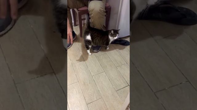 Мой кот мурчит и балдеет от удовольствия смотреть онлайн