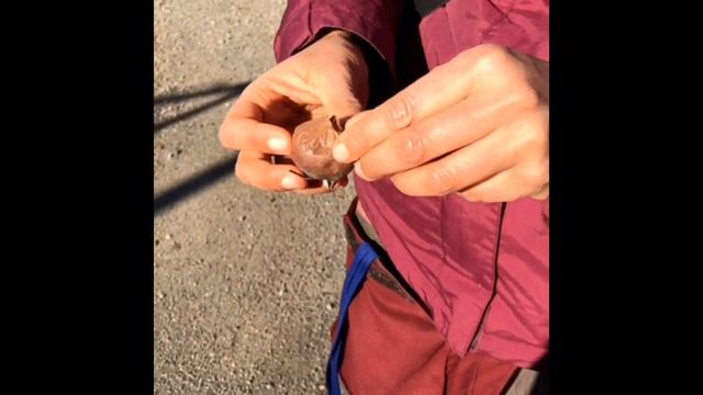 Il nespolo comune (Mespilus germanica). Riconoscere e raccogliere le piante spontanee. смотреть онлайн