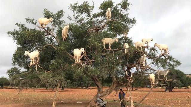 Почему в Марокко козы пасутся на деревьях? смотреть онлайн