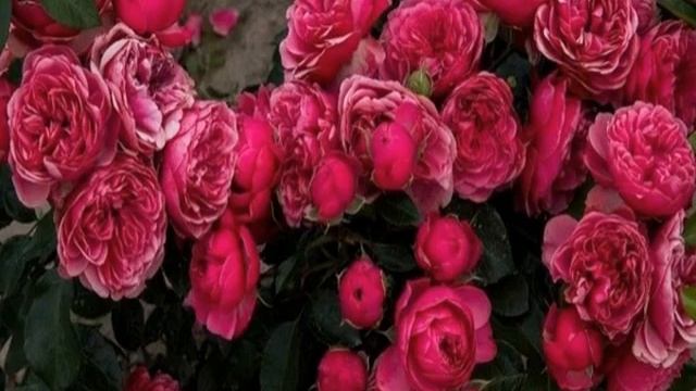 Роза Рококо (Rokoko) — описание сорта и и его разновидностей