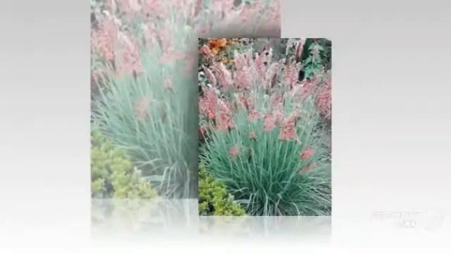 Melinis - garden plants смотреть онлайн