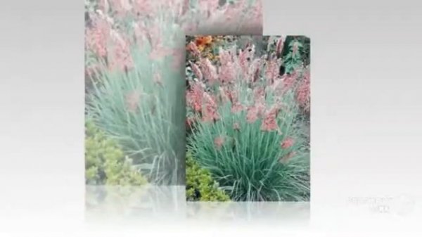 Melinis - garden plants