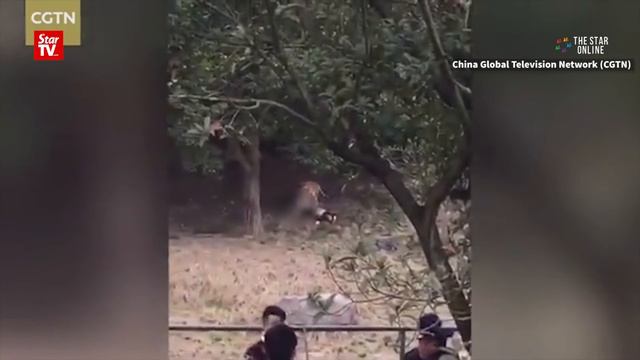 Tiger mauls man to death смотреть онлайн
