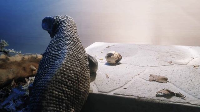 Капский ВАРАН ест ЯЙЦА?? смотреть онлайн