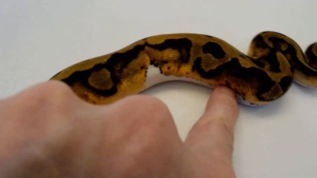2020 Piebald - Low White Ball python - Male смотреть онлайн