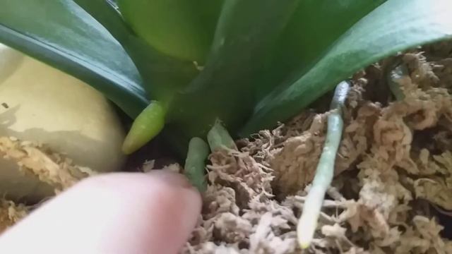 Орхидея Пандора.???????? смотреть онлайн