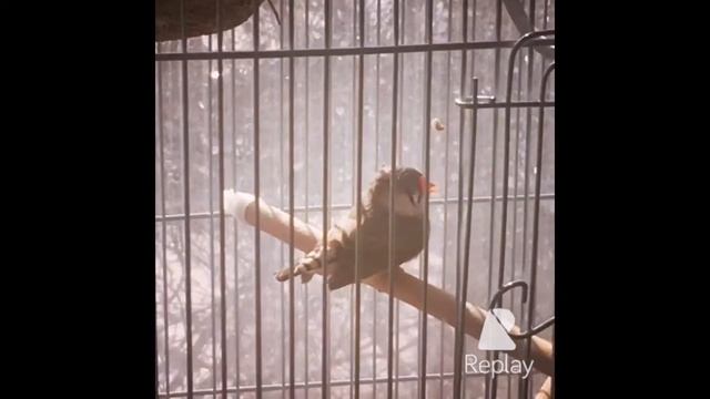 Амадины, пение птиц смотреть онлайн