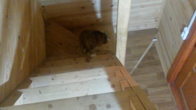Жизнь кота Васи на даче ( 1 часть. ) . смотреть онлайн