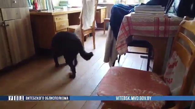 Сообщение о минировании школ в Витебске смотреть онлайн