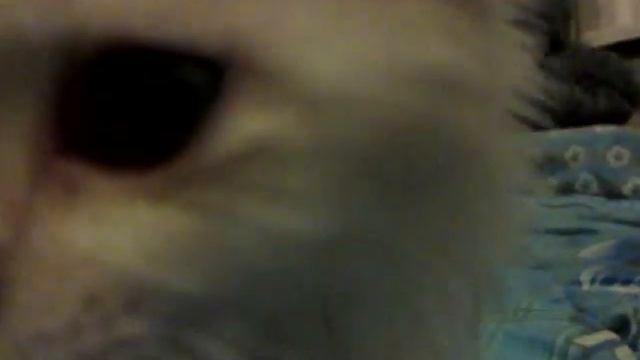 лечение аллергии у кота смотреть онлайн