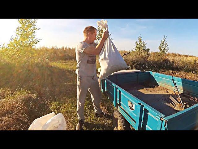 Как выросла КАРТОШКА НА НАВОЗЕ? Будем ли сажать ещё картофель? смотреть онлайн