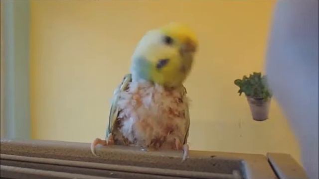 Kira Royal - Eine Frau geht ihren Weg смотреть онлайн