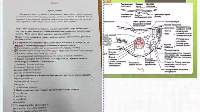 Олимпиада по биологии. Муниципальный этап. 11 класс смотреть онлайн