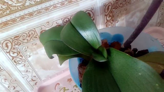 Орхидея бьютифул смайл покупалась как бабочка,а сейчас? смотреть онлайн