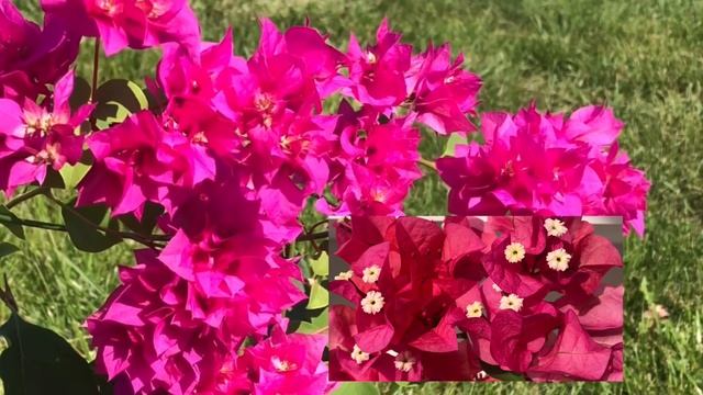 Бугенвиллия Double purple смотреть онлайн