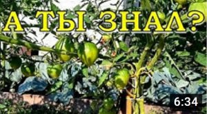 ФИТОФТОРА на ТОМАТАХ....почему и что делать?