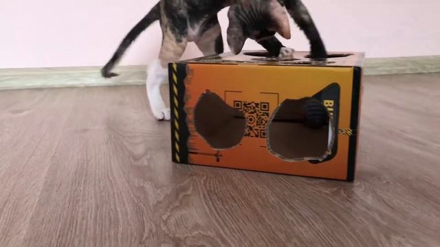 Сфинкс играет с самодельной игрушкой из коробки смотреть онлайн