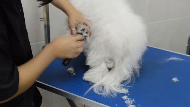Груминг мальтезе, стрижка мальтезе, уход за мальтезе, стрижка мальтезе под щенка, мальтезе видео смотреть онлайн