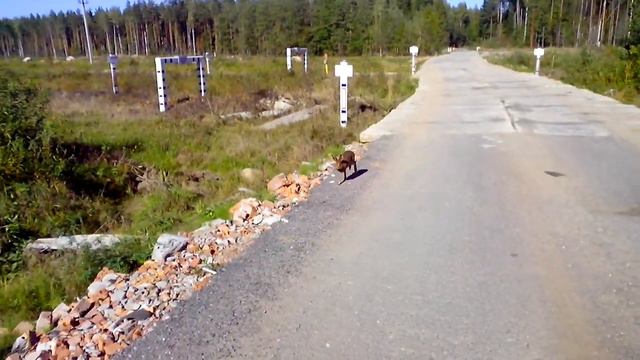 Заяц в Березовке смотреть онлайн
