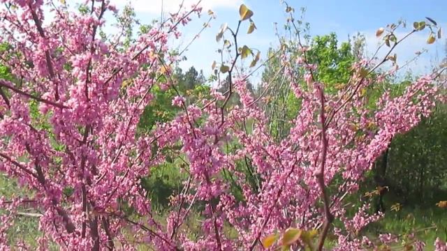 Камышин. Май. Цветет церцис смотреть онлайн