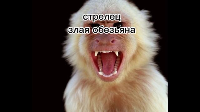 какая ты обезьяна по знаку зодиака смотреть онлайн