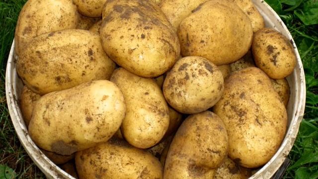СОРТ КАРТОФЕЛЯ ЛИМОНКА - ОПИСАНИЕ СОРТА КАРТОФЕЛЯ ЛИМОНКА смотреть онлайн
